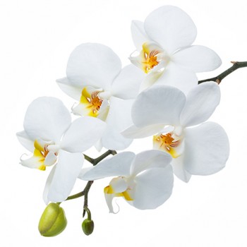 Стол обеденный Танго белый/Орхидея в Горячегорске - goryachegorsk.mebel54.com | фото